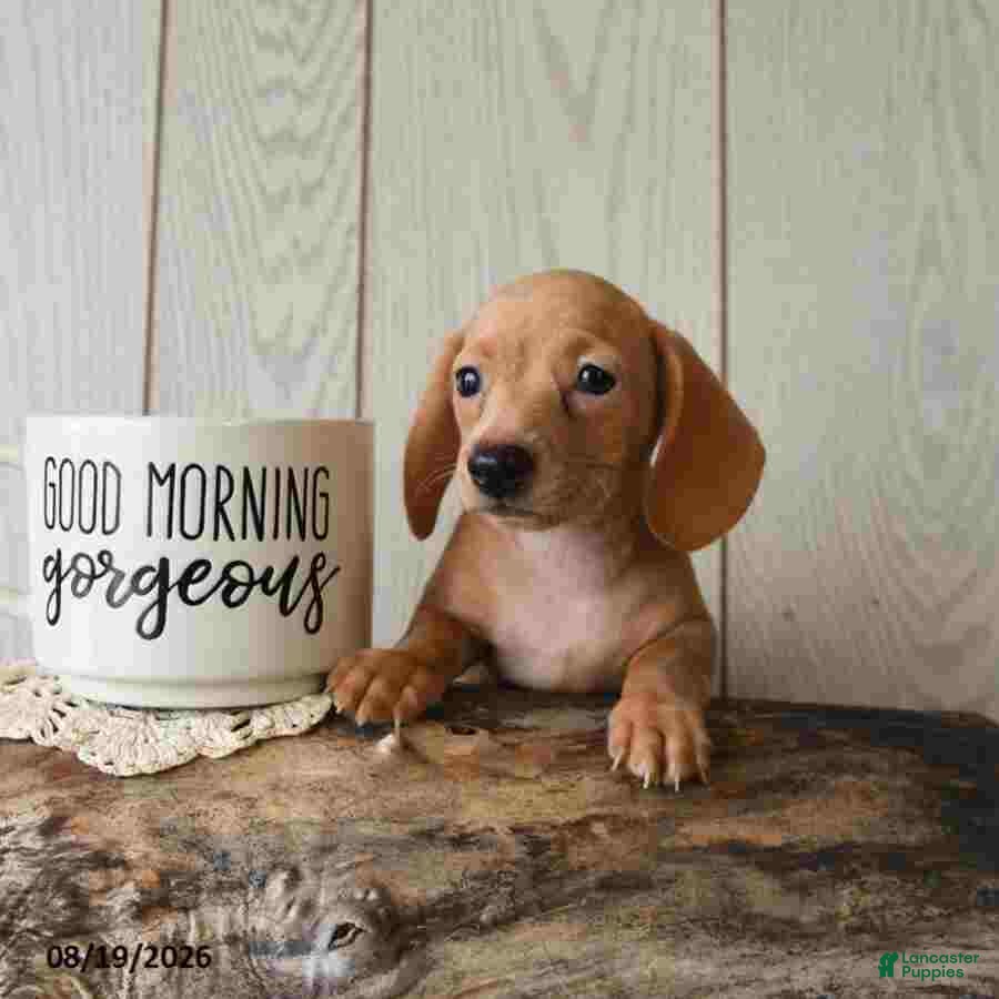 Miniature Dachshund dogs Reba - Ad 1