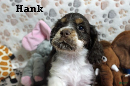Cocker Spaniel dogs for sale: Hank - Ad 1