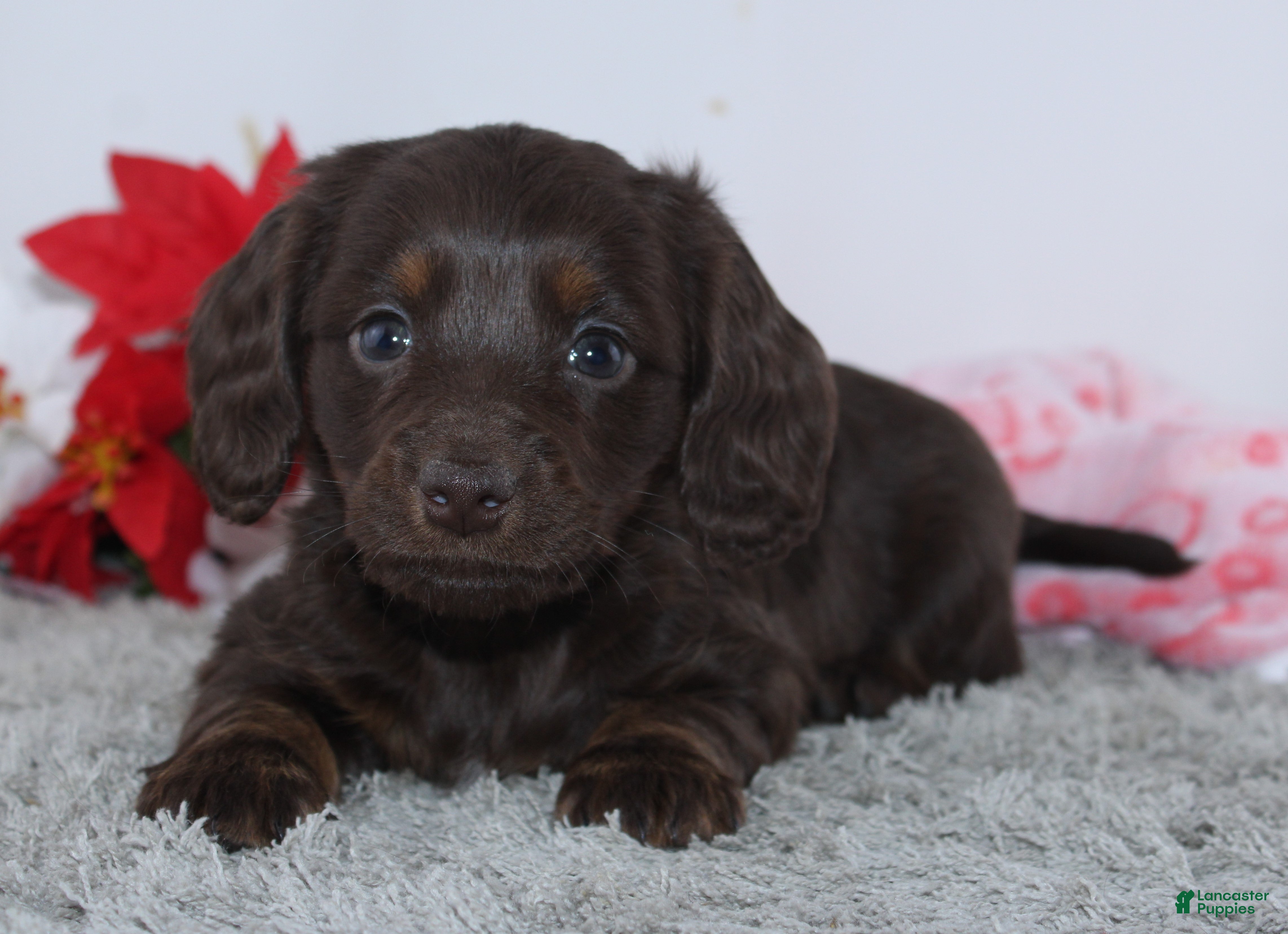 Miniature Dachshund dogs Joy - Ad 25