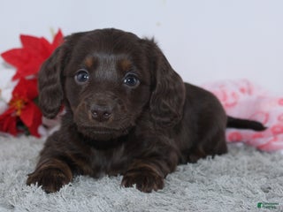 Miniature Dachshund dogs Joy - Ad 21