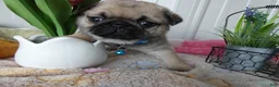 Pug dogs for sale: Pug Puppy 4 Petunia - Ad 4