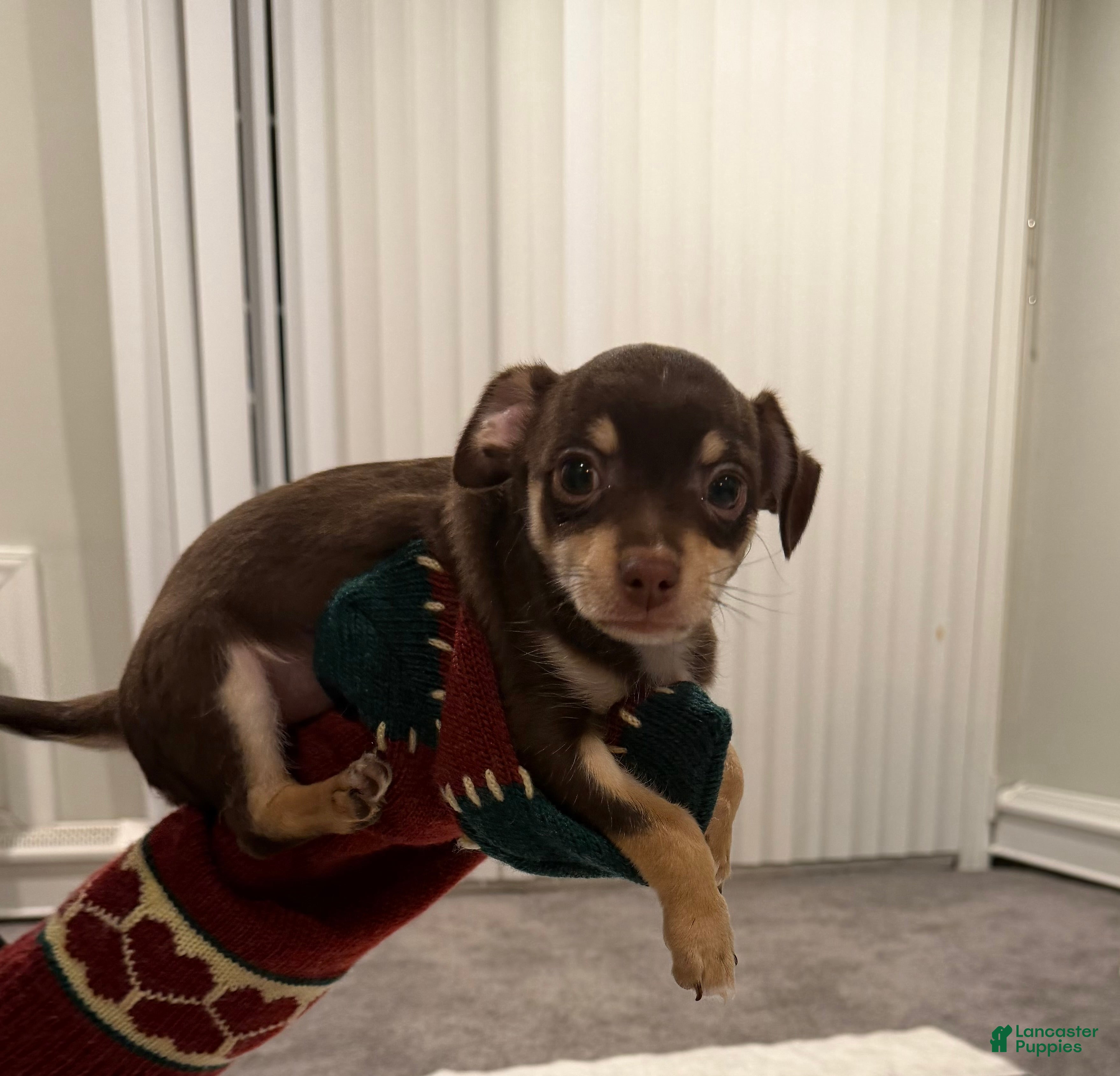 Chihuahua dogs Chihuahua Puppy 1 - Ad 1