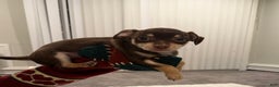 Chihuahua dogs for sale: Chihuahua Puppy 1 - Ad 1