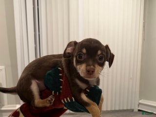 Chihuahua dogs Chihuahua Puppy 1 - Ad 20