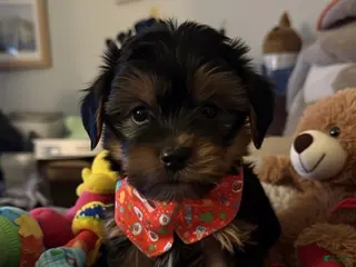 Yorkshire Terrier dogs Yorkshire Terrier Puppy 1 - Ad 19