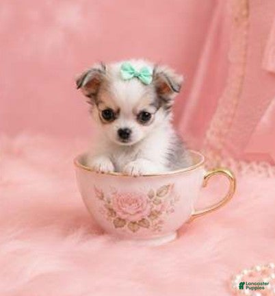 Chihuahua dogs Teacup/Pocketbook Chihuahuas - Ad 1