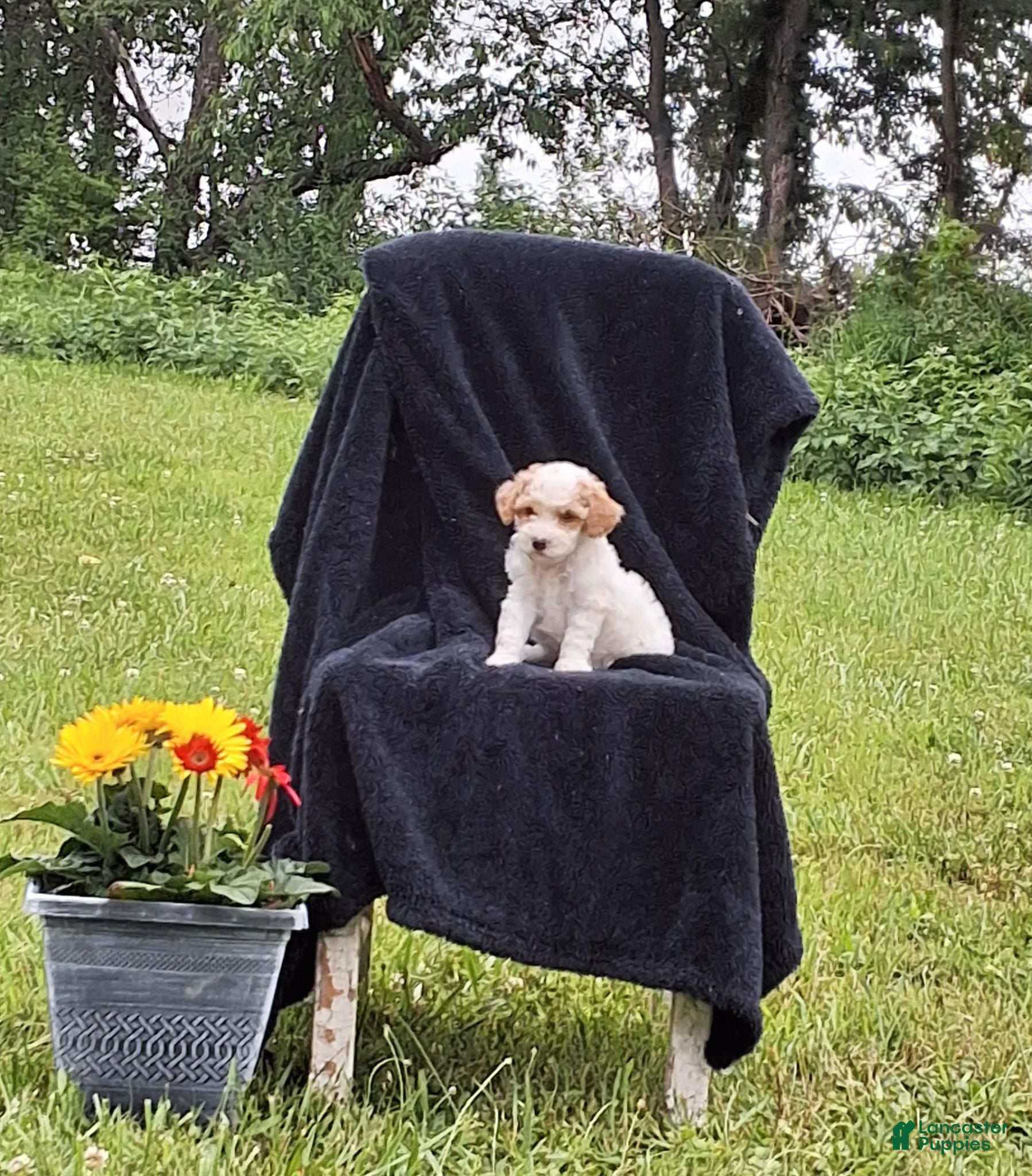 Miniature Poodle dogs Joey  - Ad 2