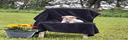 Miniature Poodle dogs for sale: Joey  - Ad 2