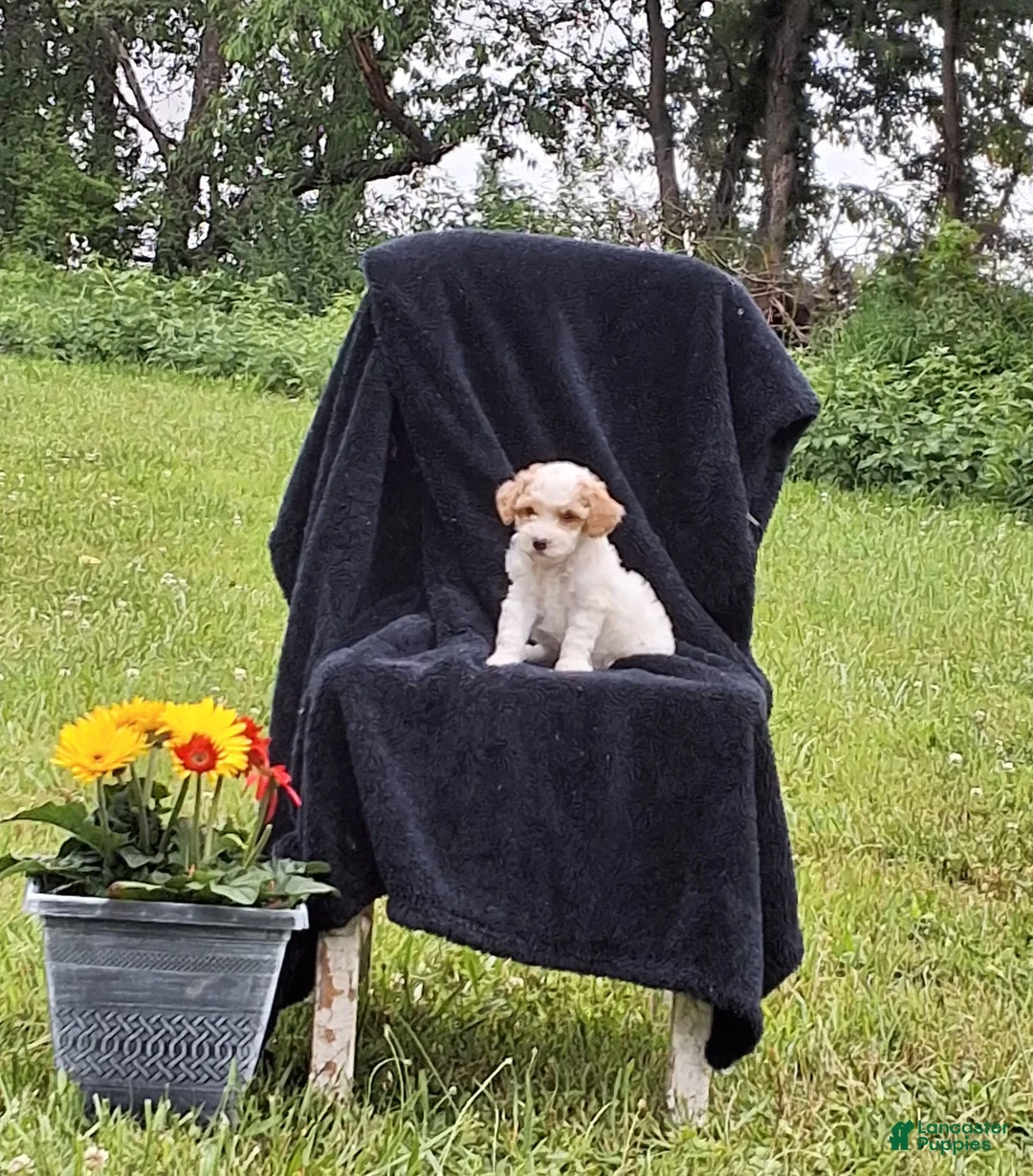 Miniature Poodle dogs for sale: Joey  - Ad 2