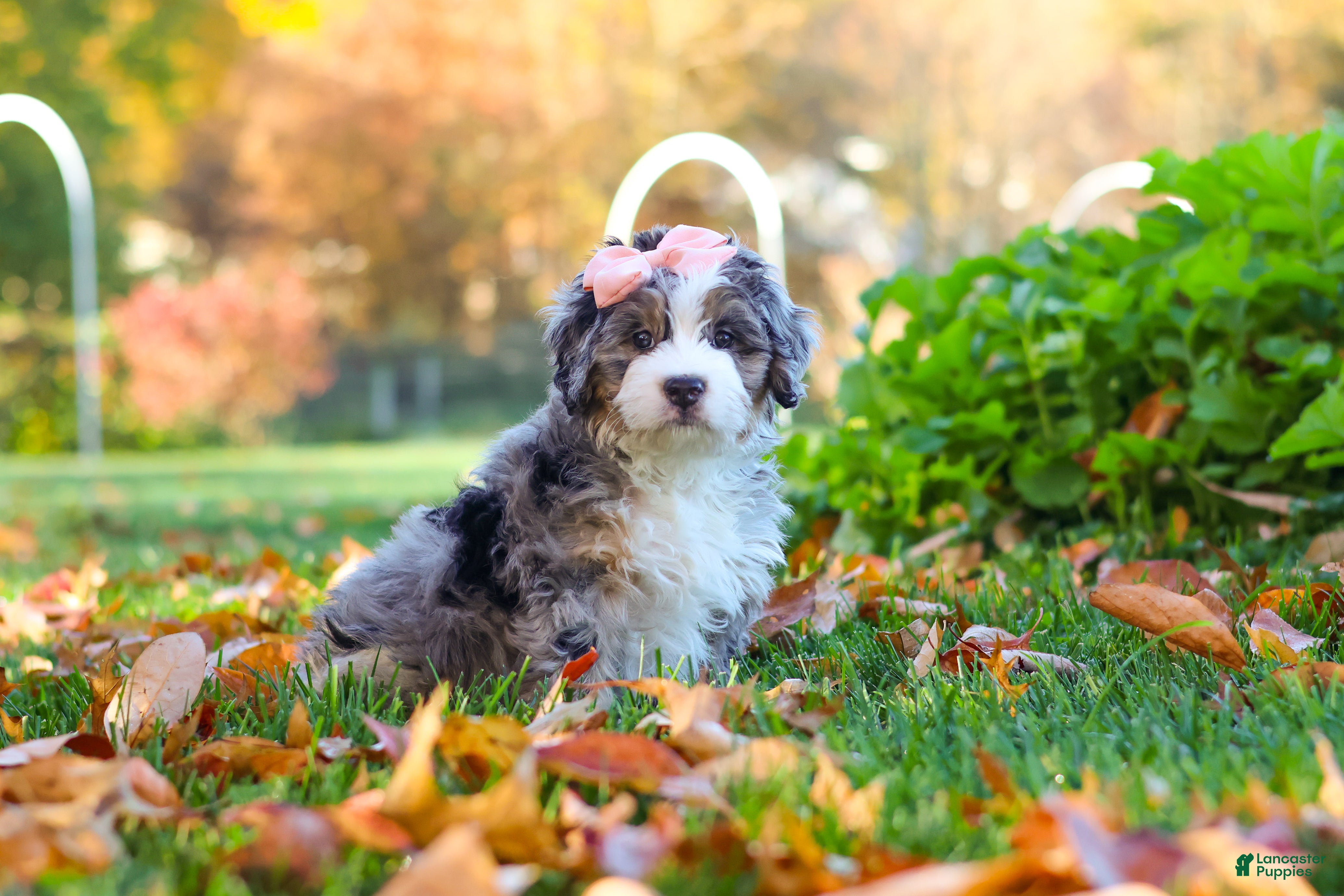 Mini Bernedoodle dogs for sale: Latte - Ad 2