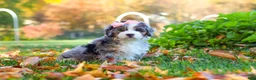 Mini Bernedoodle dogs for sale: Latte - Ad 2