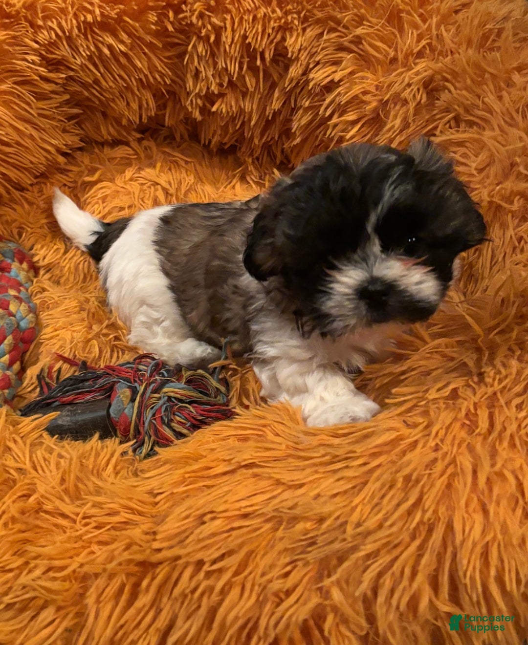 Shih Tzu dogs for sale: Shih Tzu Puppy  - Ad 6