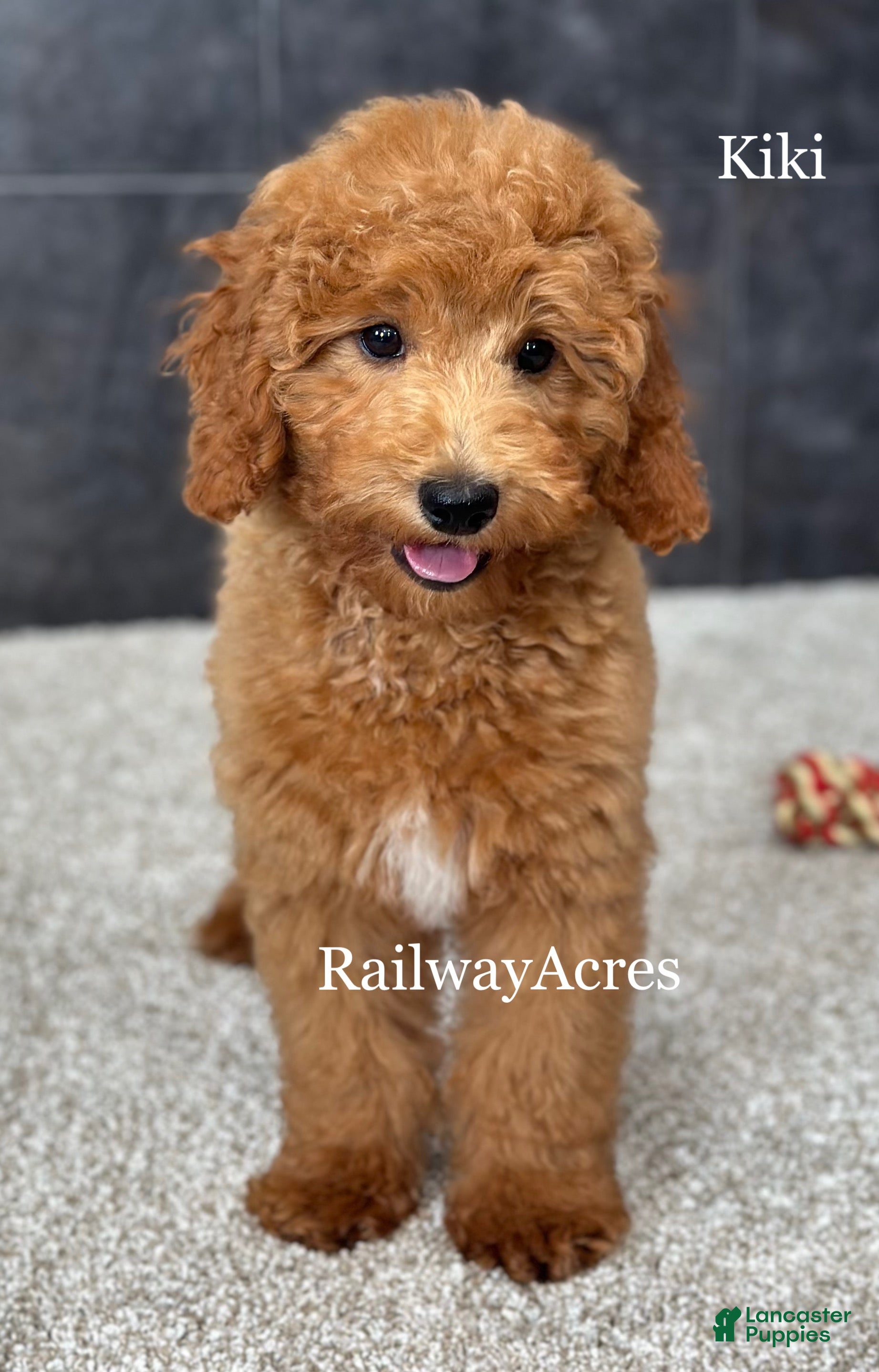 Goldendoodle dogs Kiki - Ad 26