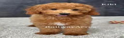 Goldendoodle dogs for sale: Kiki - Ad 4