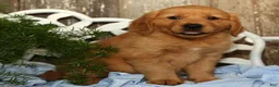 Golden Retriever dogs for sale: Sasha - Ad 5