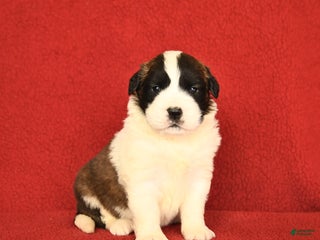 Saint Bernard dogs - Ad 18