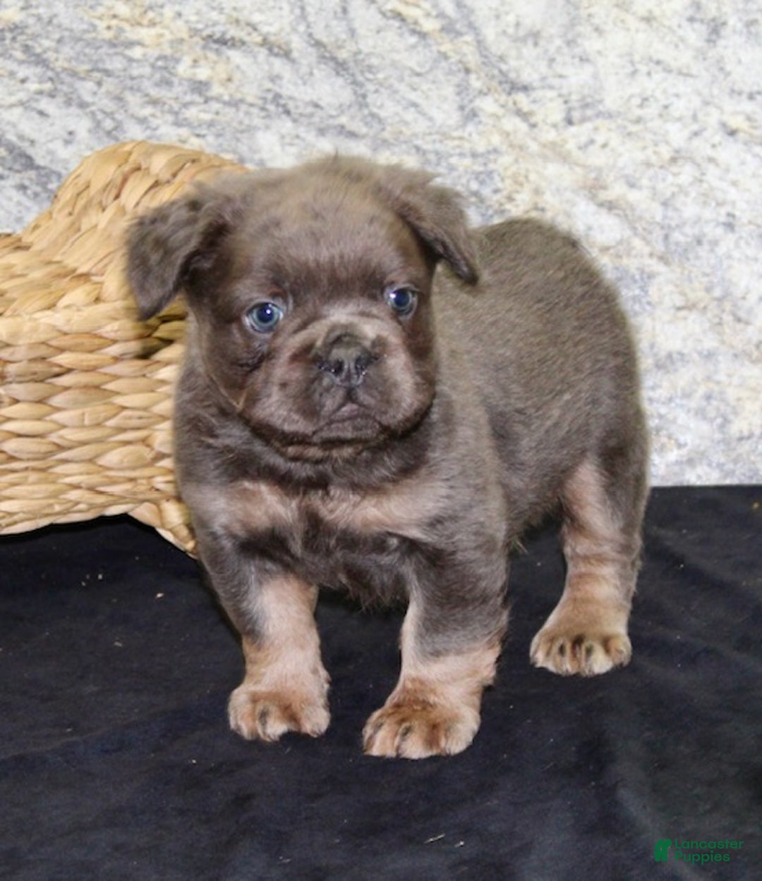 French Bulldog dogs for sale: Bolt - Ad 5