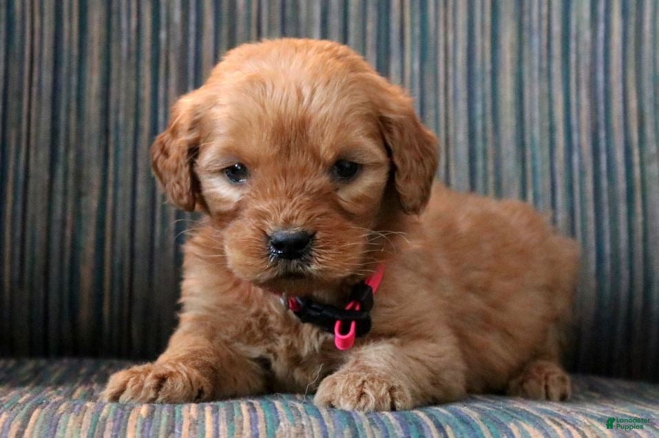 Goldendoodle dogs Goldendoodle Puppy 6 - Ad 28