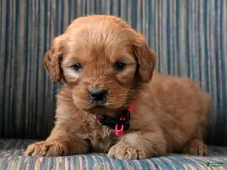 Goldendoodle dogs Goldendoodle Puppy 6 - Ad 28