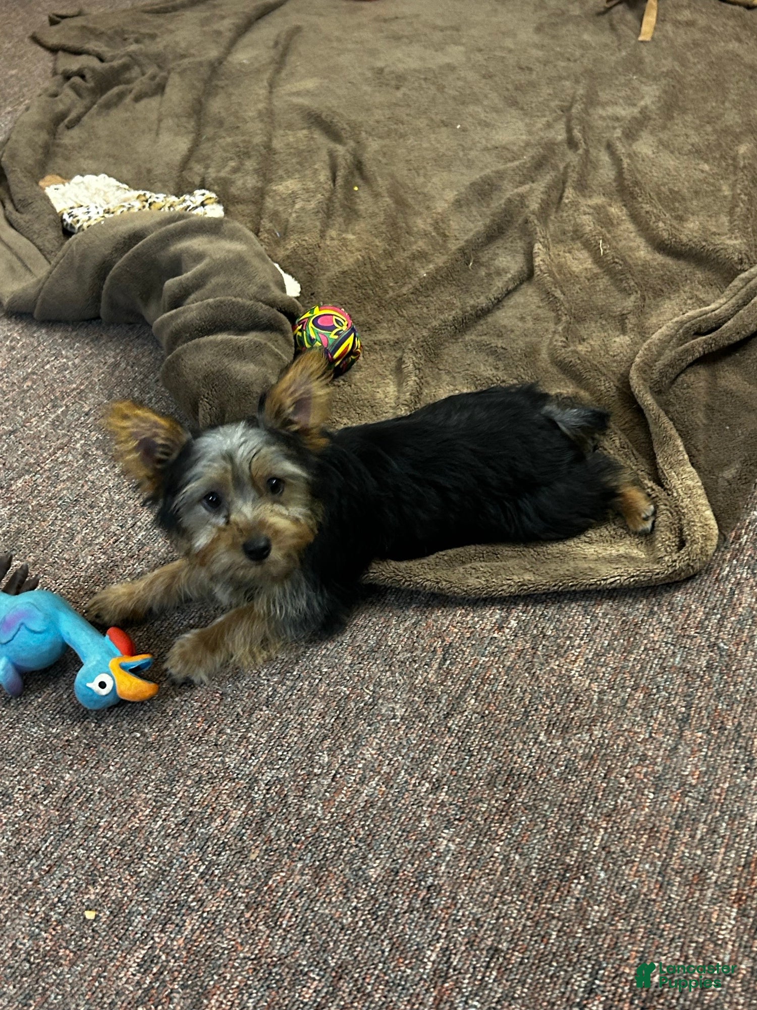 Silky Terrier dogs Lilly - Ad 2