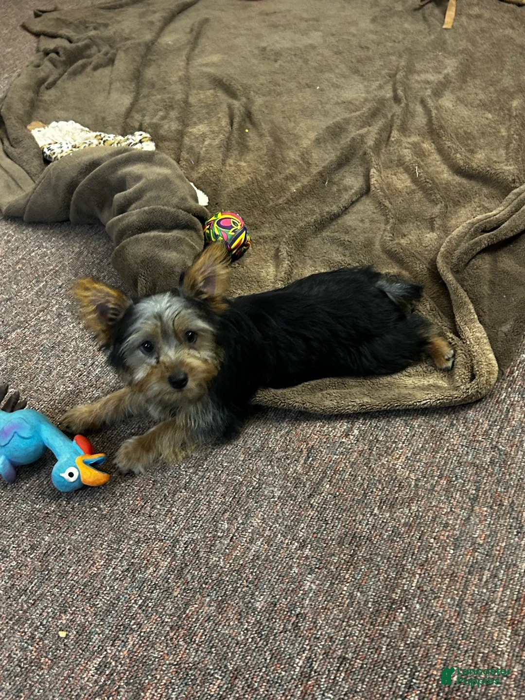 Silky Terrier dogs for sale: Lilly - Ad 2