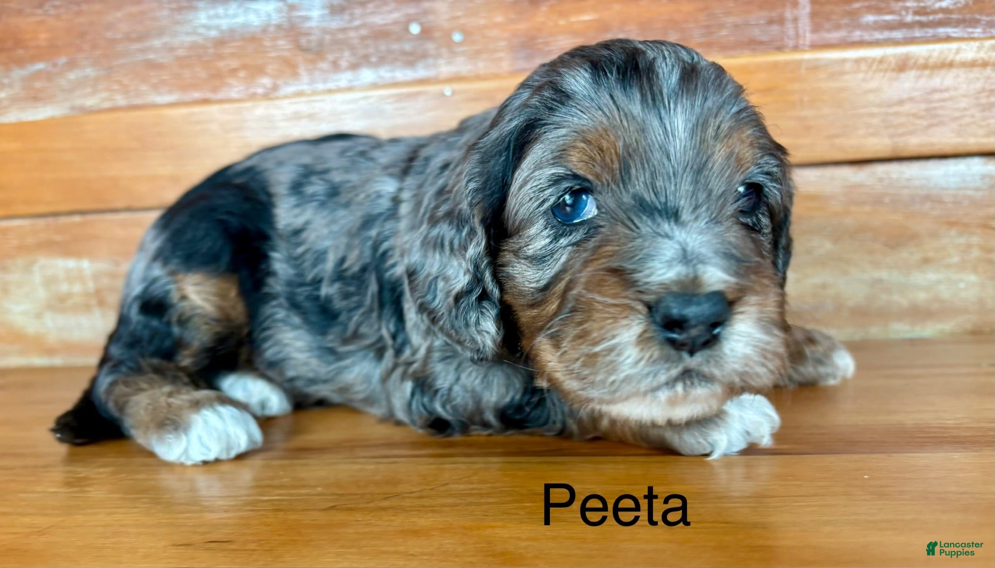 Cockapoo dogs for sale: Cockapoo 1 - Ad 3