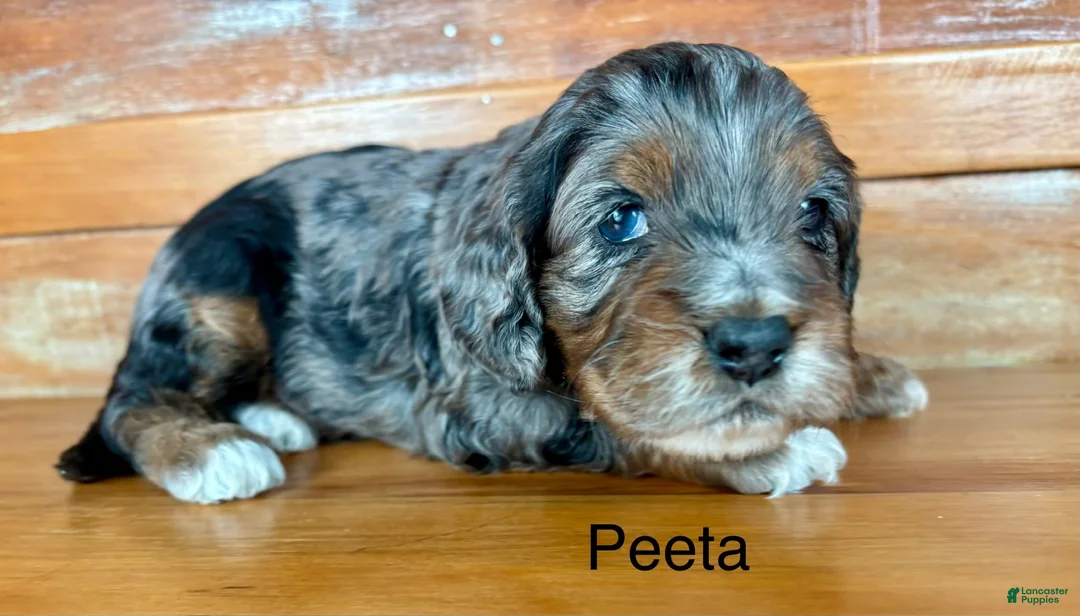 Cockapoo dogs for sale: Cockapoo 1 - Ad 1