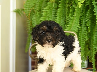 Yorkiepoo dogs - Ad 13