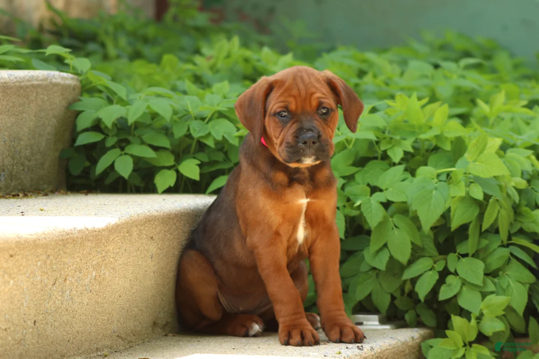 Mixed Breed dogs for sale: Lexi - Ad 1