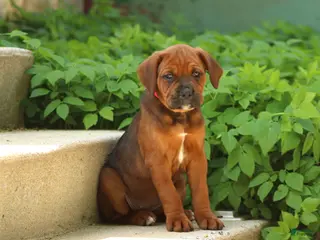 Mixed Breed dogs Lexi - Ad 14