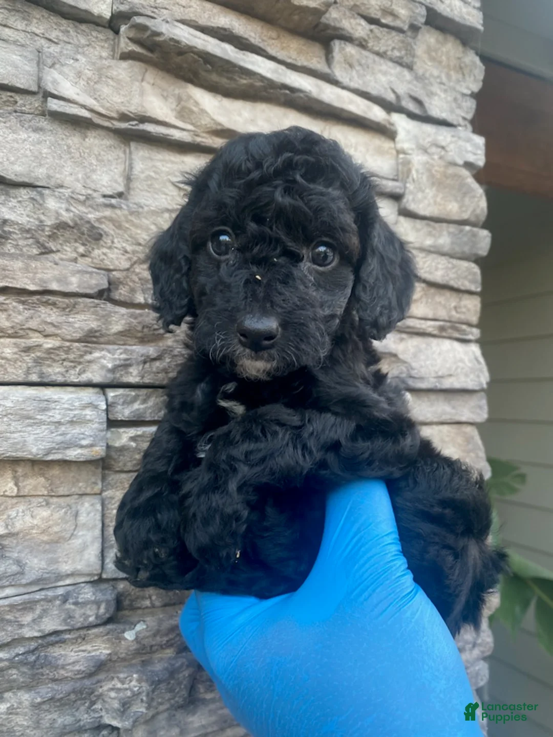 Cockapoo dogs for sale: Zafee female - Ad 1