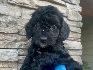 Cockapoo dogs for sale: Zafee female - Ad 2