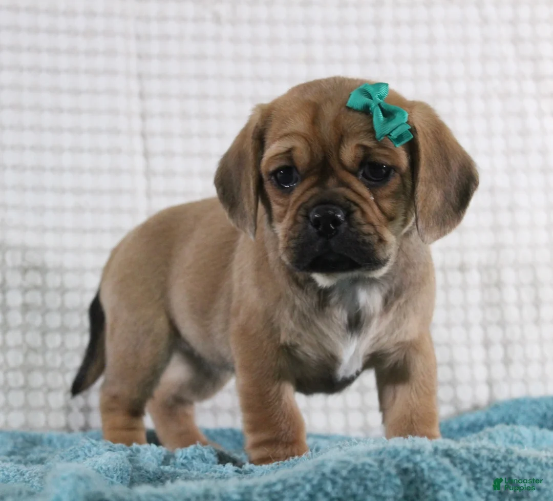 Puggle dogs for sale: Peanut - Ad 3