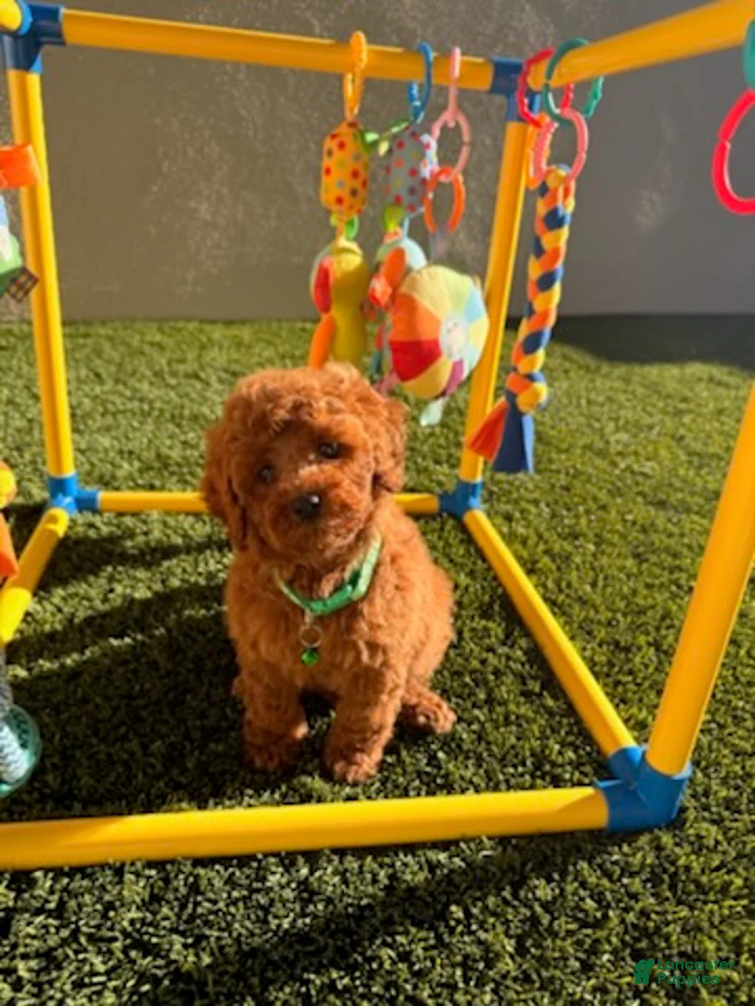 Toy Poodle dogs for sale: Boy - Ad 2