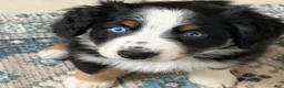 Australian Shepherd dogs for sale: Arrow  - Ad 4