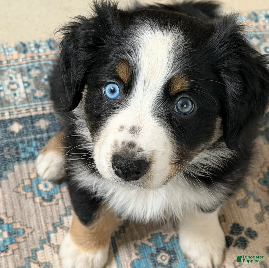 Australian Shepherd dogs for sale: Arrow  - Ad 4