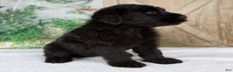 Giant Schnauzer dogs for sale: Kaylie - Ad 5