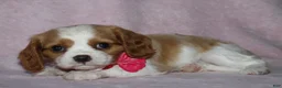 Cavalier King Charles Spaniel dogs for sale: LIBERTY - Ad 3