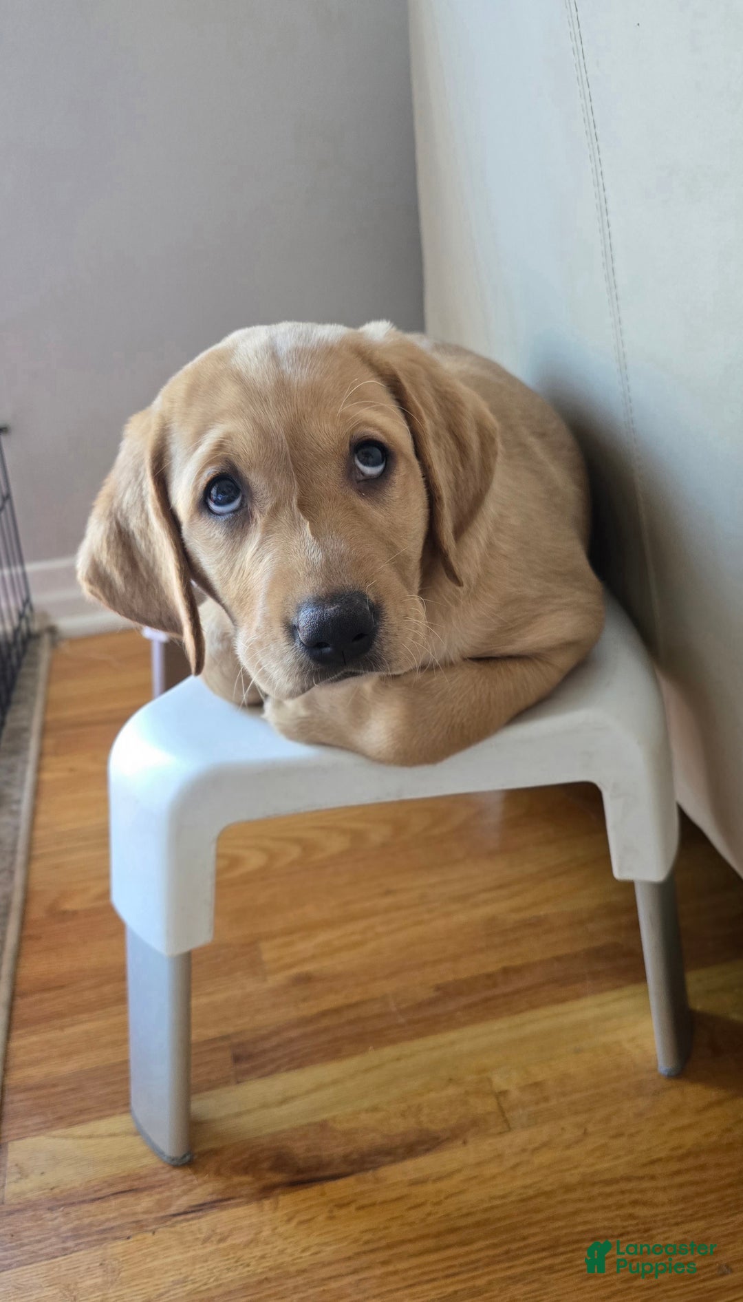 Labrador Retriever dogs for sale: Labrador Retriever Puppy 1 - Ad 17