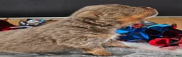 Pomeranian dogs for sale: Pepper's The Way You Make Me Feel - "Waylon" - Ad 49