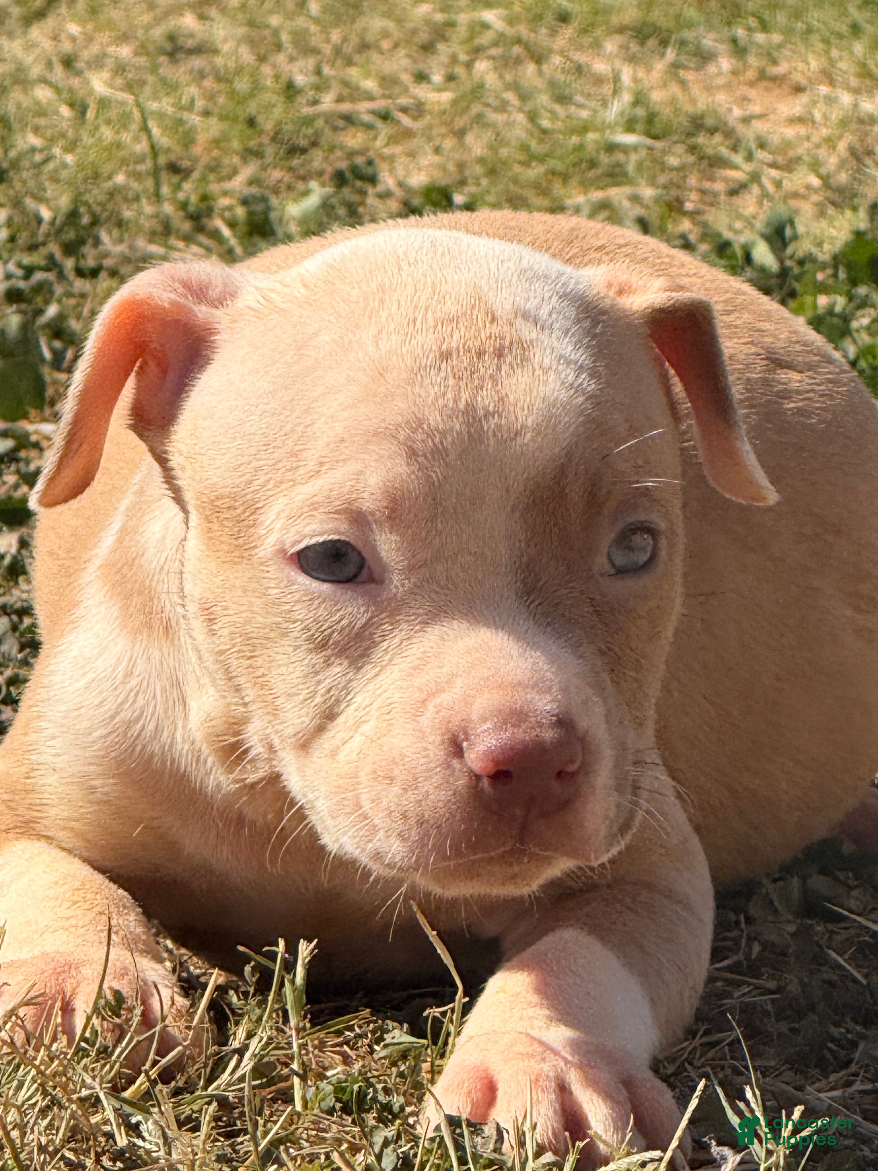 American Bully dogs American Bully Puppy 6 - Ad 17