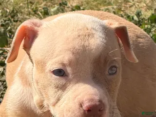 American Bully dogs American Bully Puppy 6 - Ad 17