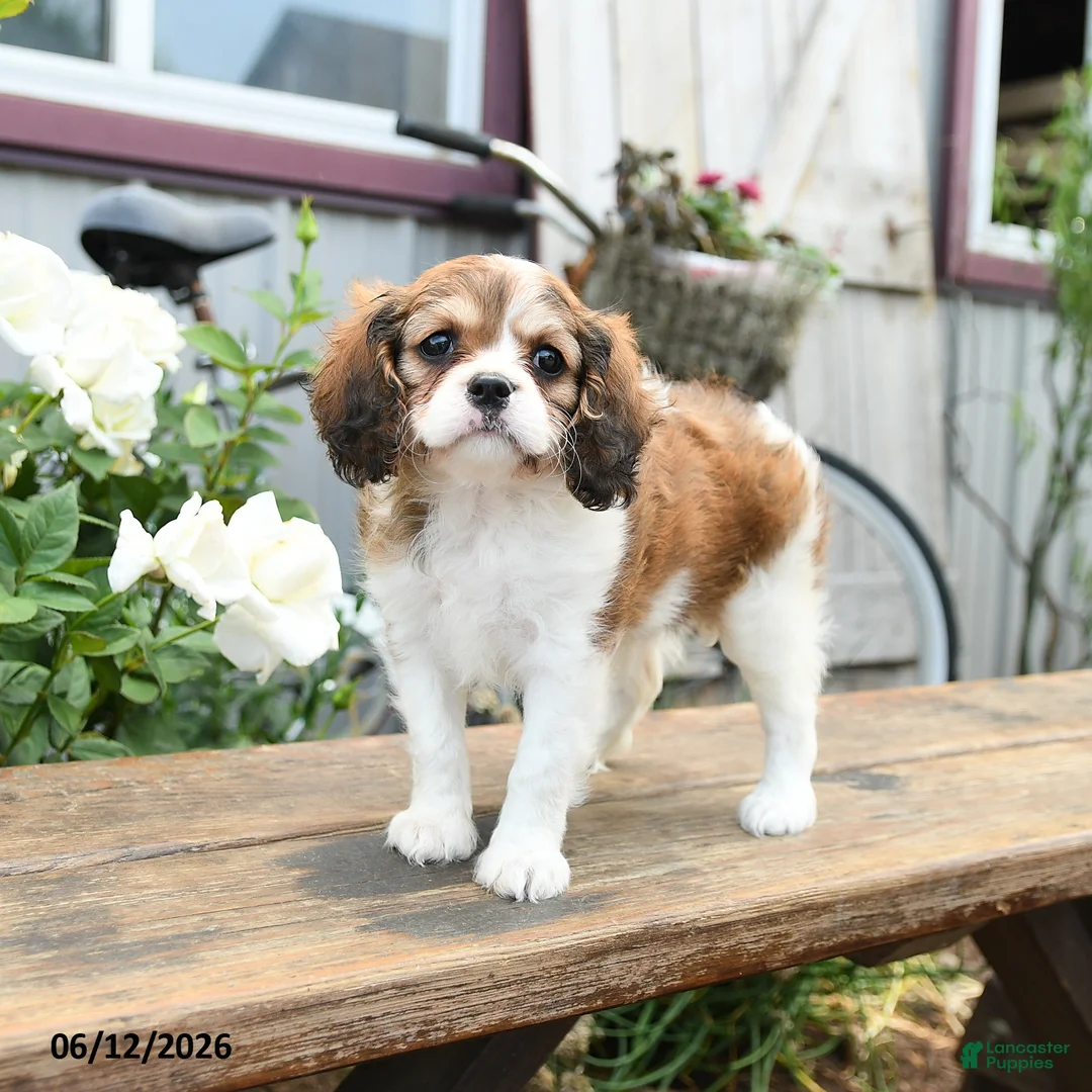 Cavachon dogs for sale: Willa - Ad 1