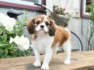 Cavachon dogs for sale: Willa - Ad 1