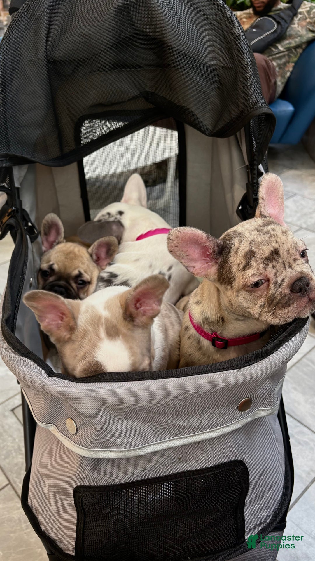 French Bulldog dogs for sale: French Bulldog Puppy 2 - Ad 1