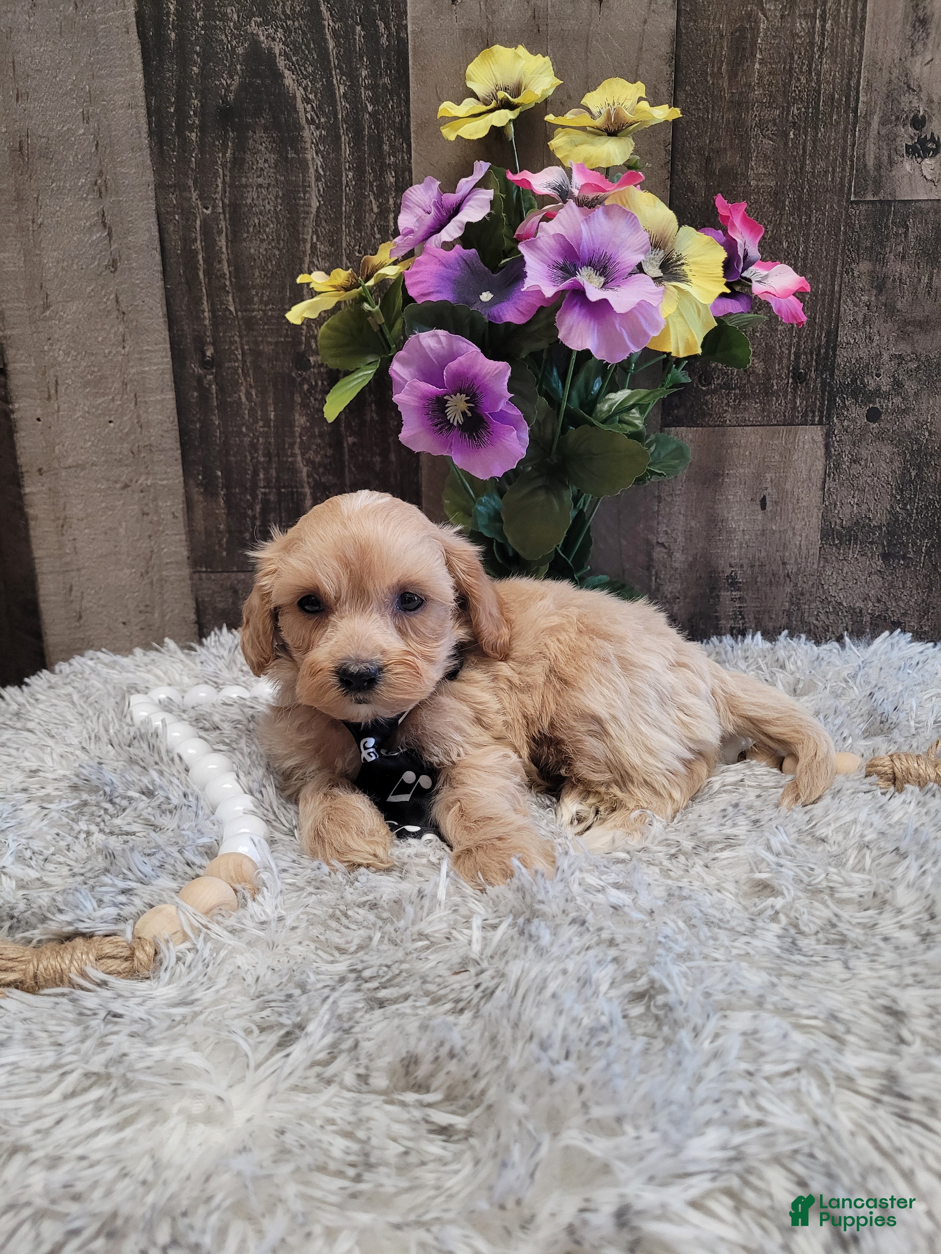 Mixed Breed dogs Harry - Ad 2