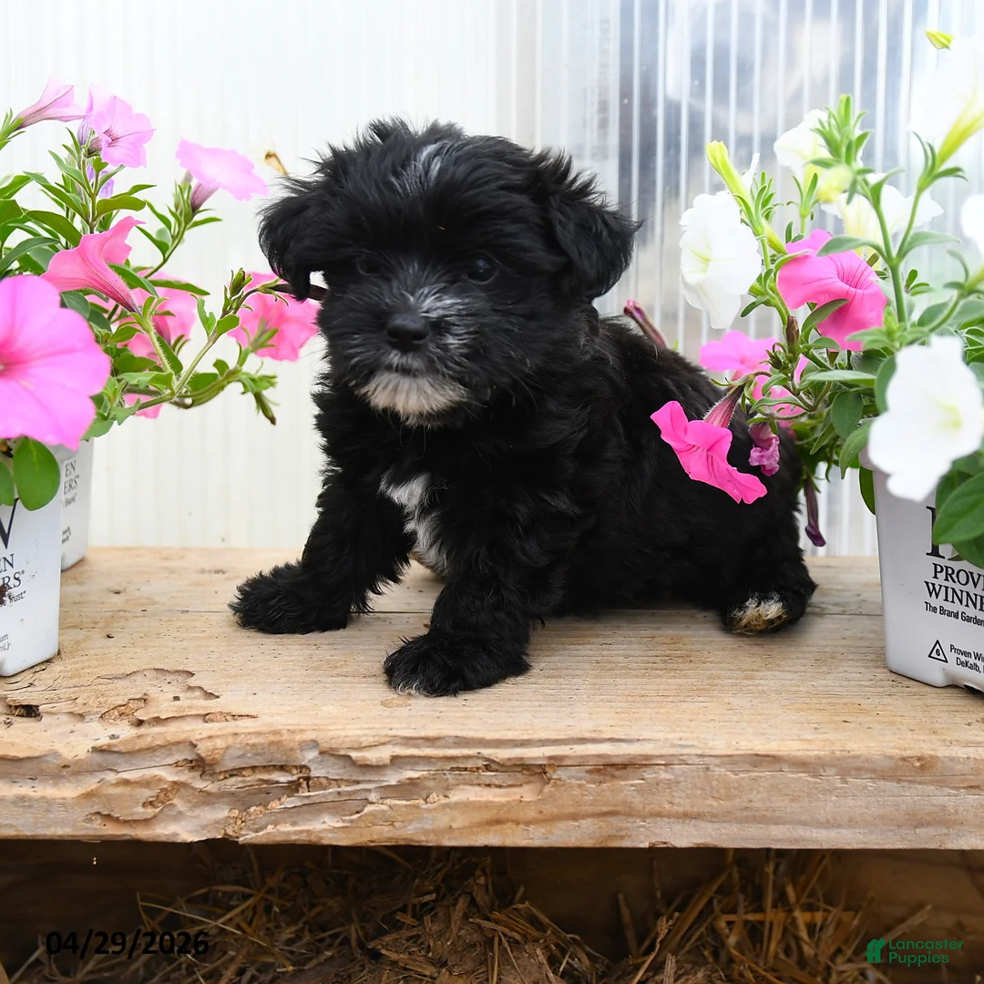 Morkie dogs for sale: Anne - Ad 1