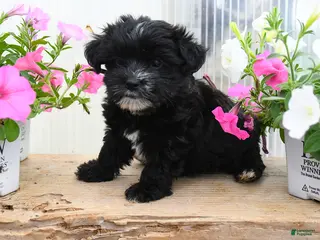 Morkie dogs for sale: Anne - Ad 1