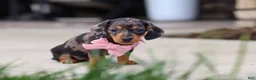 Miniature Dachshund dogs for sale: Agnes - Ad 5