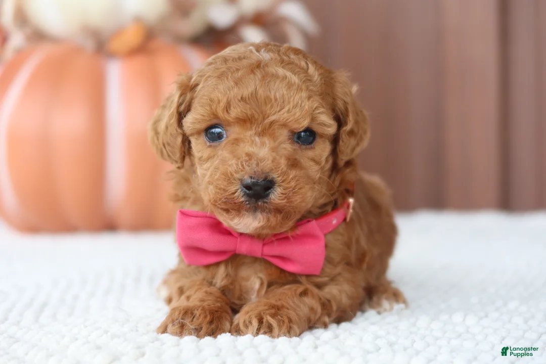 Toy Poodle dogs for sale: Ginger - Ad 1